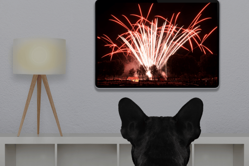 A dark-coated dog sits on a white surface, facing a wall where a framed photo of red fireworks exploding in the night sky is displayed. A modern lamp with a tripod stand is on the surface to the left of the photo—an ideal setting for learning how to socialise a puppy before vaccinations.