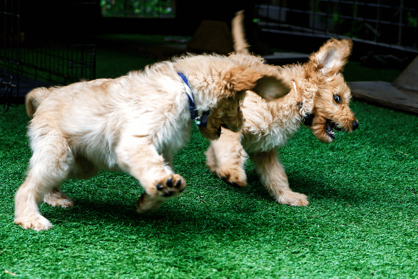 Two playful puppies with floppy ears and light brown fur frolic on the green grass, showcasing how to socialize a puppy before vaccinations. Their collars jingle as their eyes and mouths express excitement, leaping joyfully in their enclosed play area.