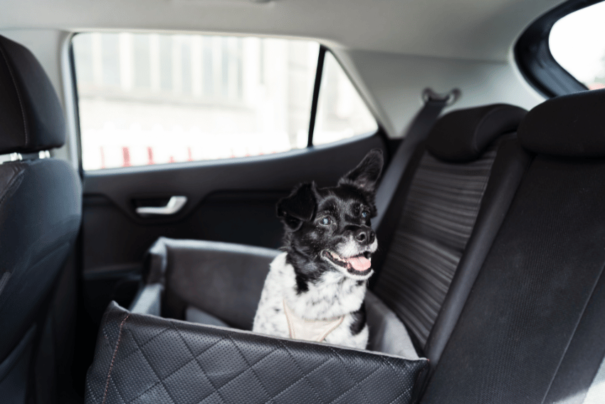 A black and white dog sits happily in a pet seat on the car's backseat, its mouth open in joy. The interior features dark upholstery and a window with blurred scenery outside—the perfect setting for learning how to socialize a puppy before vaccinations.