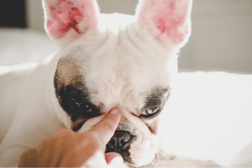 A white and black French Bulldog with large ears is laying down, looking slightly grumpy as it gets a gentle nose boop. The soft lighting creates a warm, cozy atmosphere—ideal for learning how to socialize a puppy even before vaccinations.