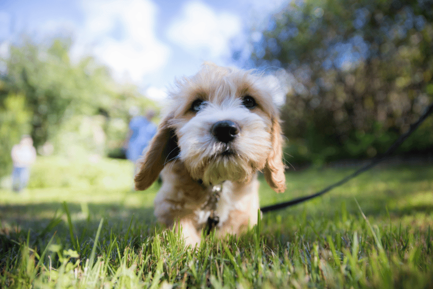 How to Socialise Your Puppy Before They’re Fully Vaccinated