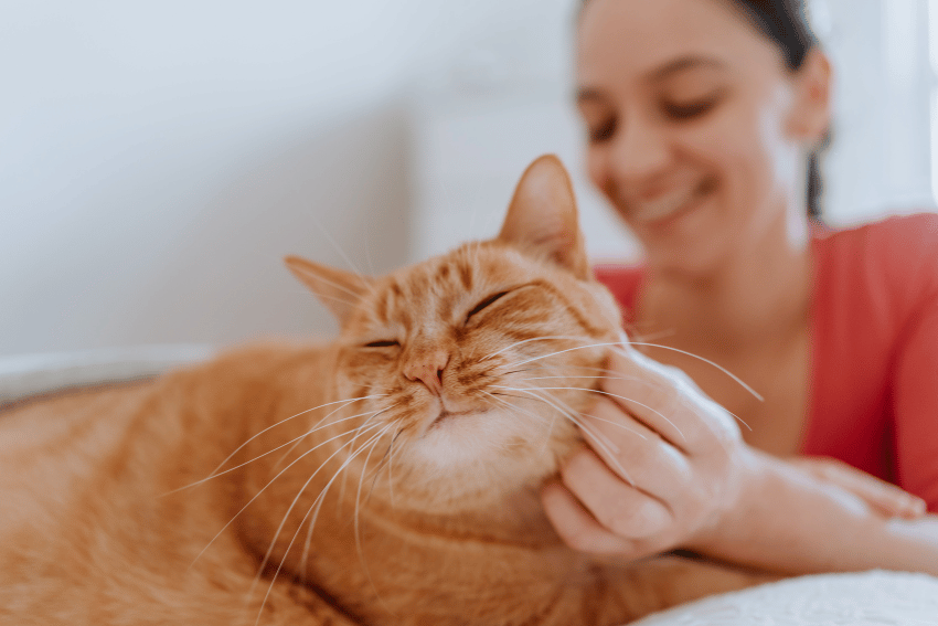 A woman in a red shirt is smiling as she gently scratches a contented orange cat's chin at an affordable pet boarding facility in Melbourne. The cat has its eyes closed, appearing utterly relaxed, with the softly blurred background adding to the serene scene.