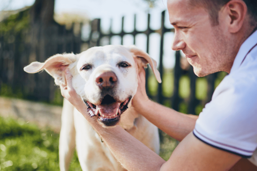 Affordable Long-Term Pet Boarding in Melbourne