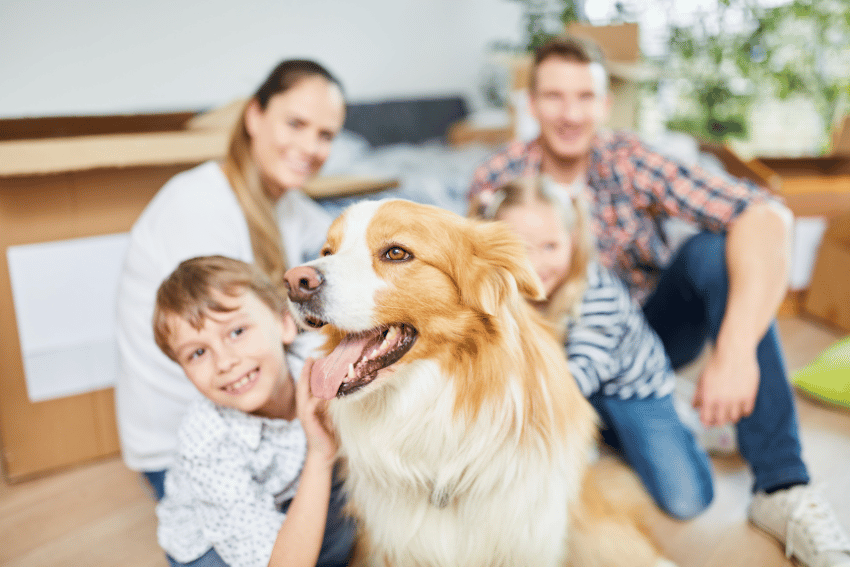 A happy family of four, slightly blurred in the background, sits on the floor with open boxes. In the foreground, a large fluffy dog with golden fur smiles, capturing the central attention of the scene—perfect for families needing affordable long-term pet boarding on the Gold Coast.