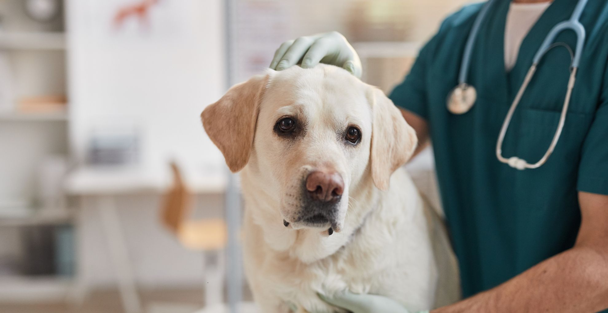 Routine Vet Care vs Emergencies: Key Differences Explained