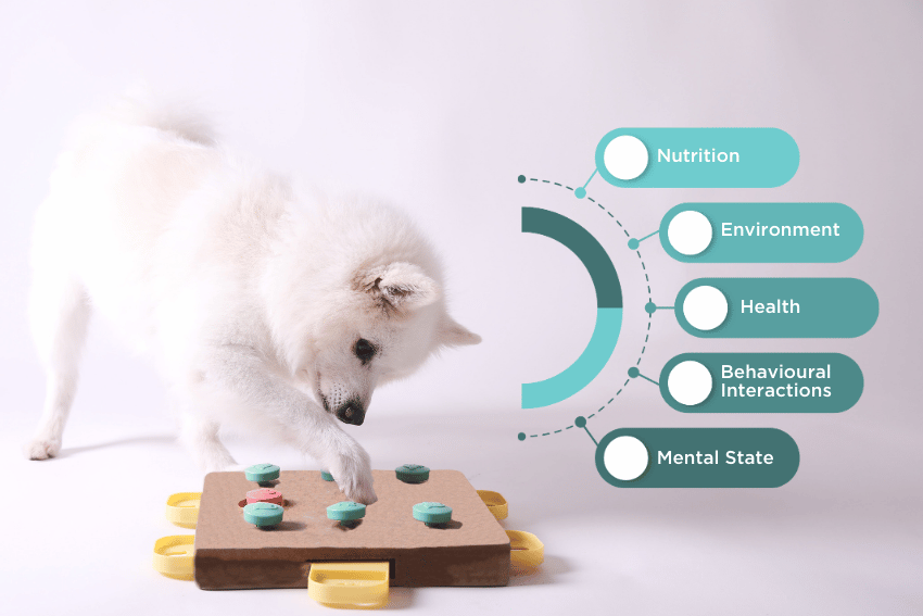 Five Domains: The Key to a Happy & Healthy Pet