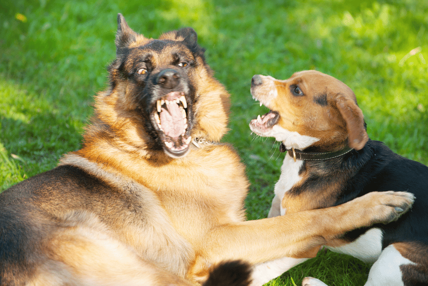 How to Break Up a Dog Fight Safely