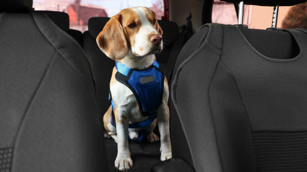 dog in parked car