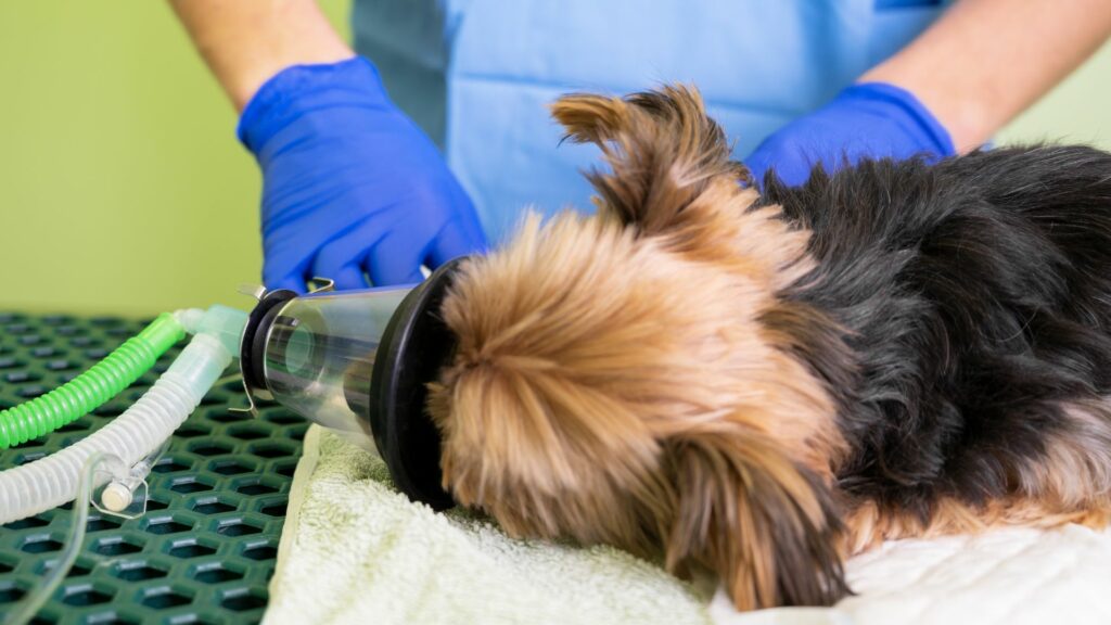 dog receiving oxygen